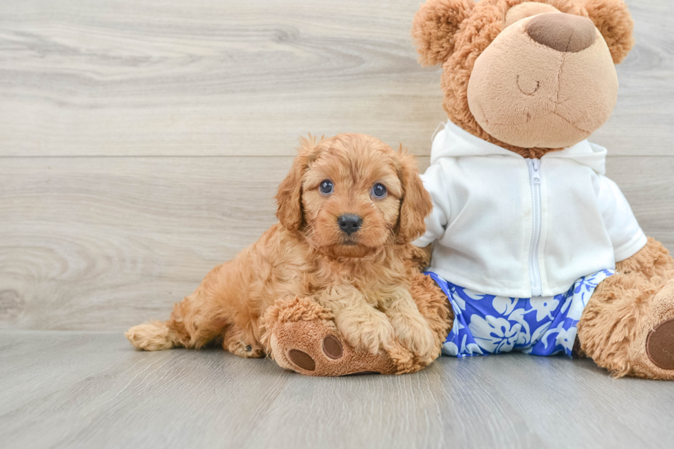 Best Cavapoo Baby