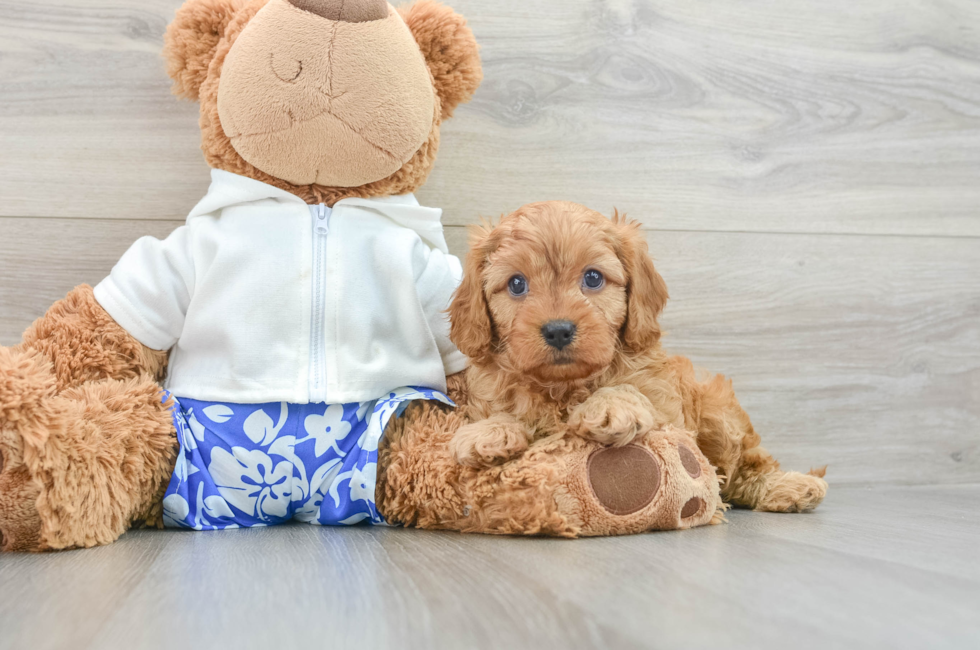 6 week old Cavapoo Puppy For Sale - Pilesgrove Pups