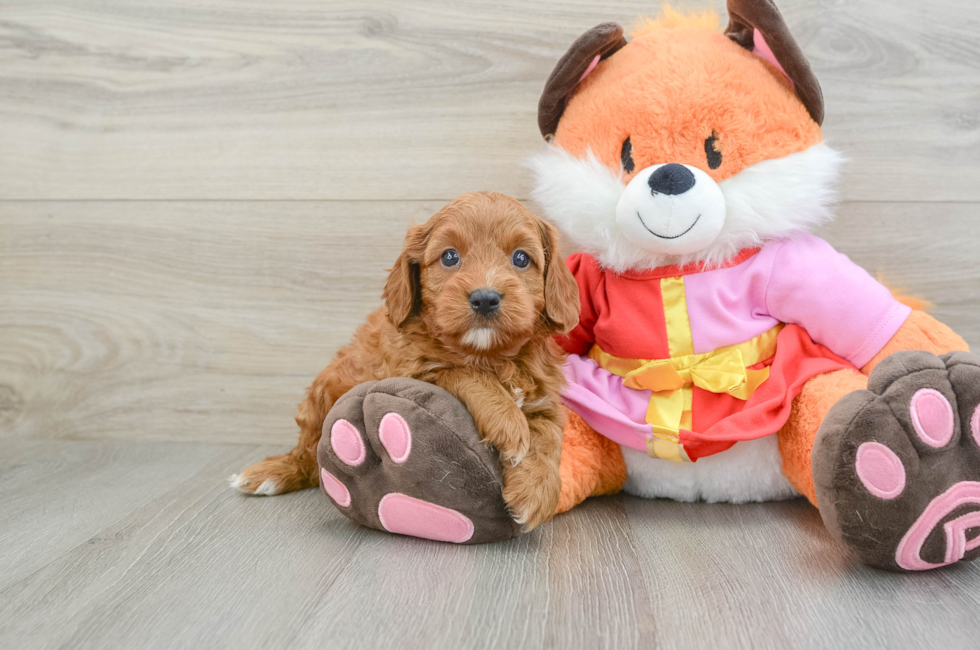 5 week old Cavapoo Puppy For Sale - Pilesgrove Pups