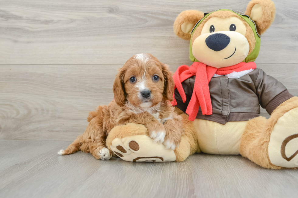 7 week old Cavapoo Puppy For Sale - Pilesgrove Pups