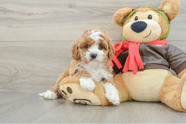 Cavapoo Pup Being Cute