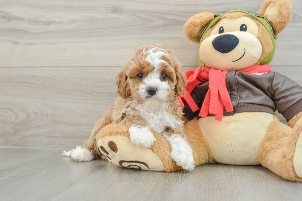 Cavapoo Pup Being Cute