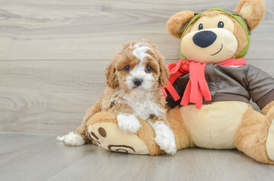 Cavapoo Pup Being Cute