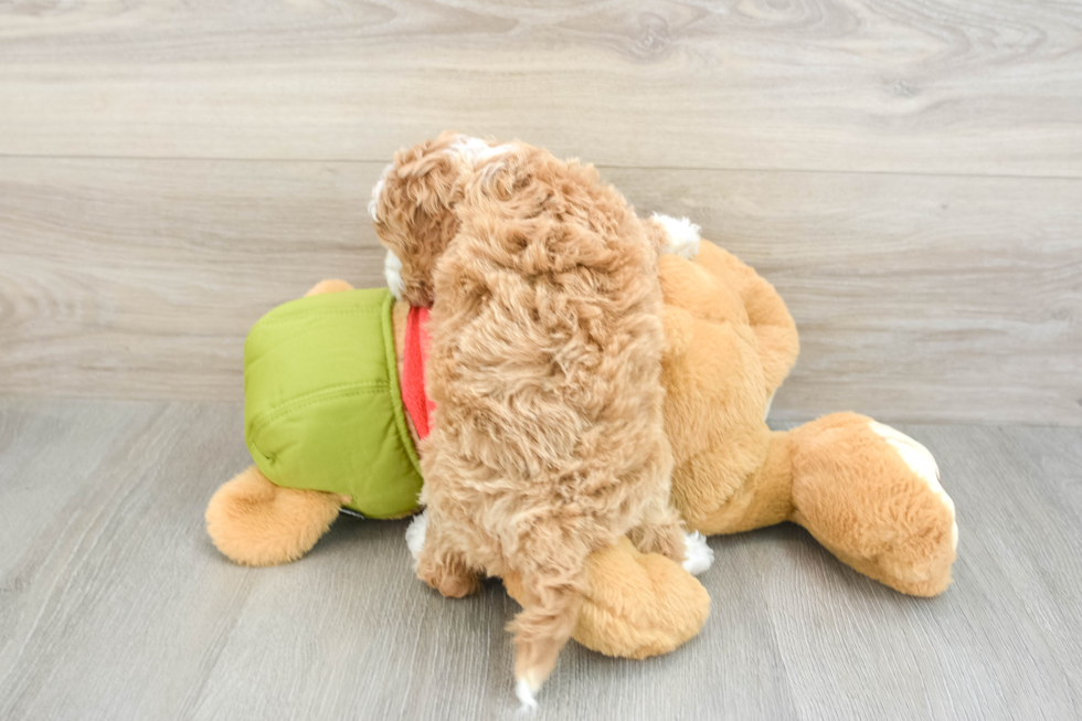 Best Cavapoo Baby