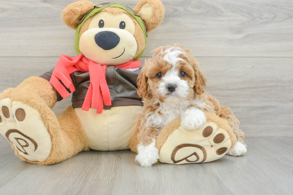 Cavapoo Puppy for Adoption