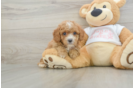 Cavapoo Pup Being Cute