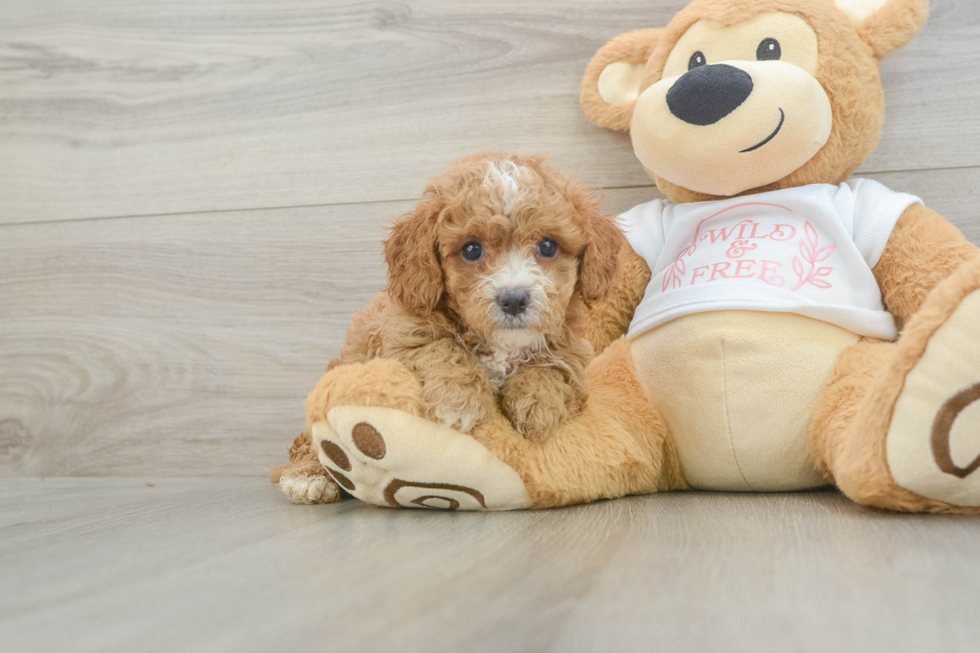 Cavapoo Pup Being Cute