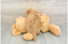 Cute Cavapoo Baby
