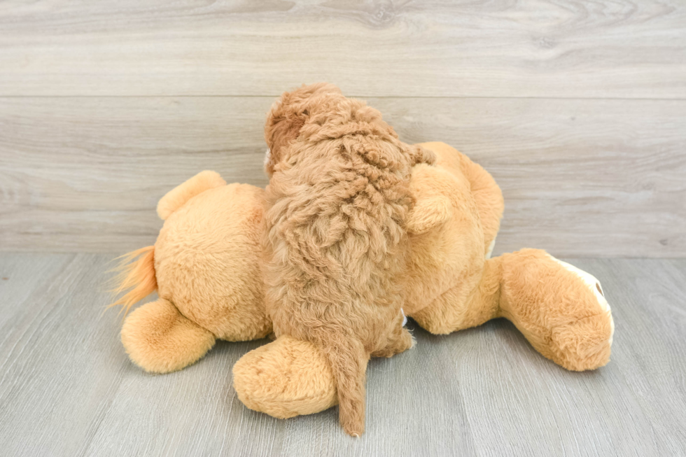 Cute Cavapoo Baby