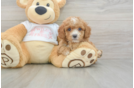 Best Cavapoo Baby