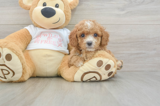 Best Cavapoo Baby