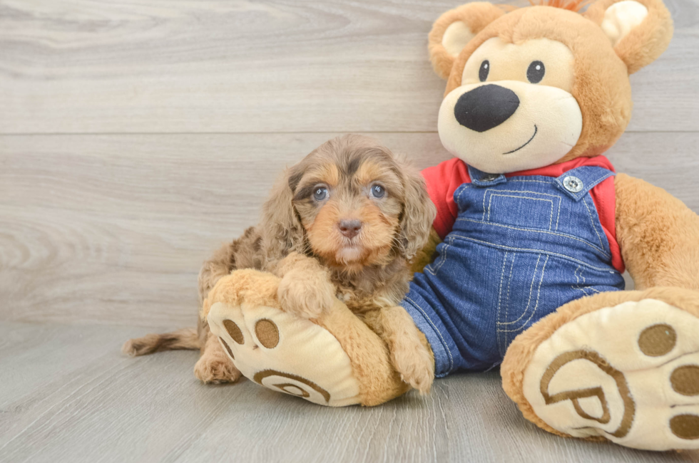 5 week old Cavapoo Puppy For Sale - Pilesgrove Pups