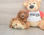 8 week old Cavapoo Puppy For Sale - Pilesgrove Pups