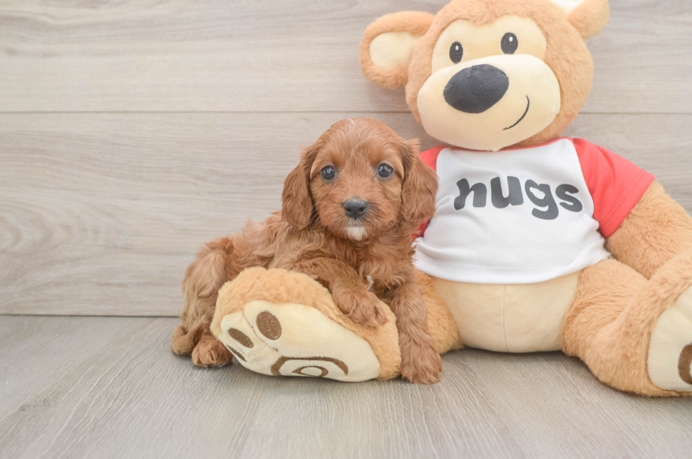 5 week old Cavapoo Puppy For Sale - Pilesgrove Pups