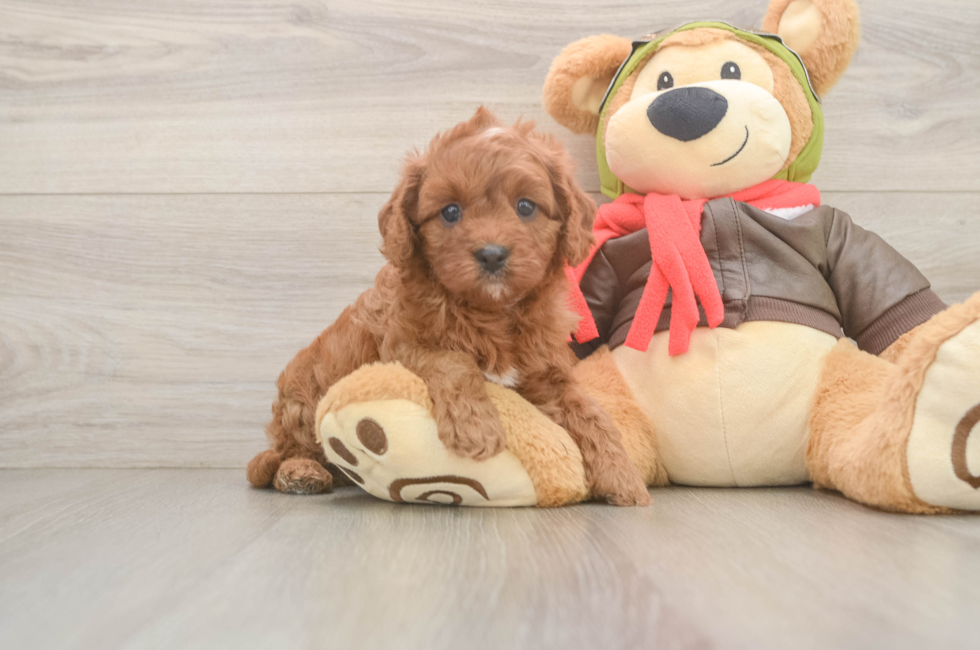 5 week old Cavapoo Puppy For Sale - Pilesgrove Pups