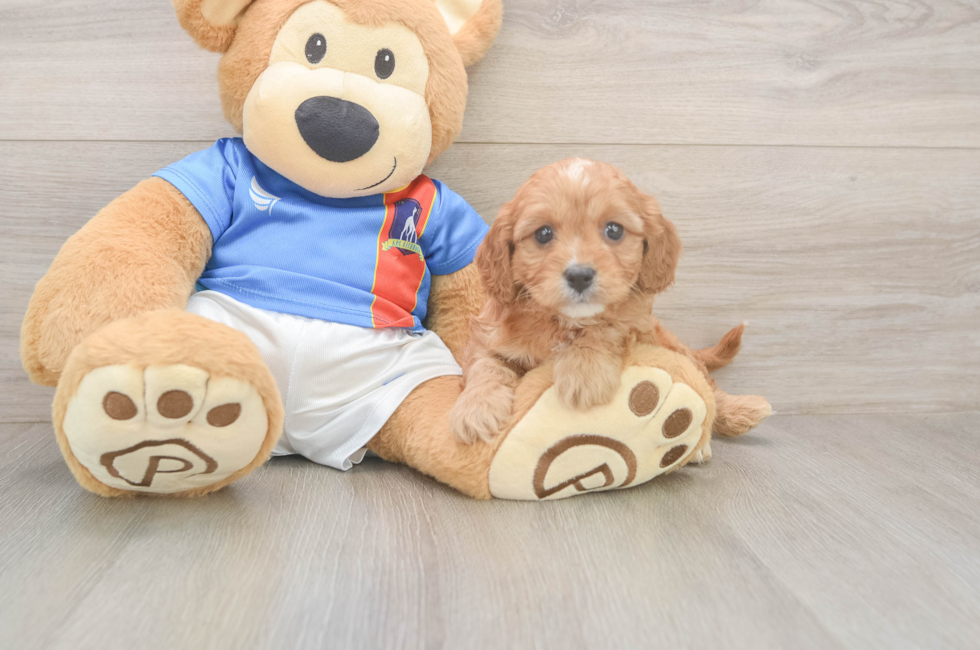 5 week old Cavapoo Puppy For Sale - Pilesgrove Pups