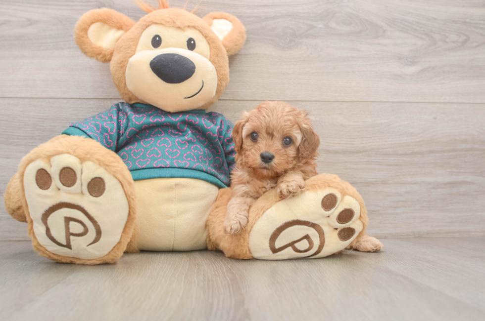 5 week old Cavapoo Puppy For Sale - Pilesgrove Pups