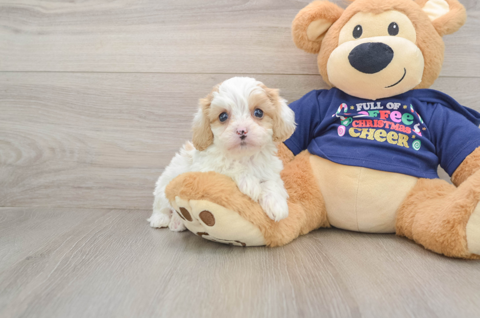 6 week old Cavapoo Puppy For Sale - Pilesgrove Pups