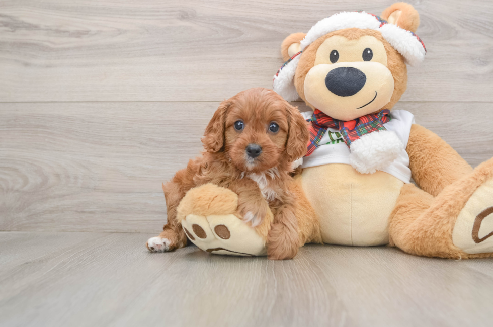 5 week old Cavapoo Puppy For Sale - Pilesgrove Pups