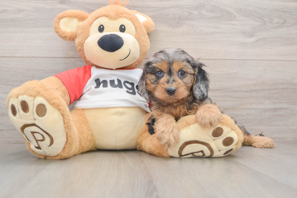 Hypoallergenic Cavadoodle Poodle Mix Puppy