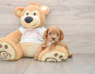 7 week old Cavapoo Puppy For Sale - Pilesgrove Pups