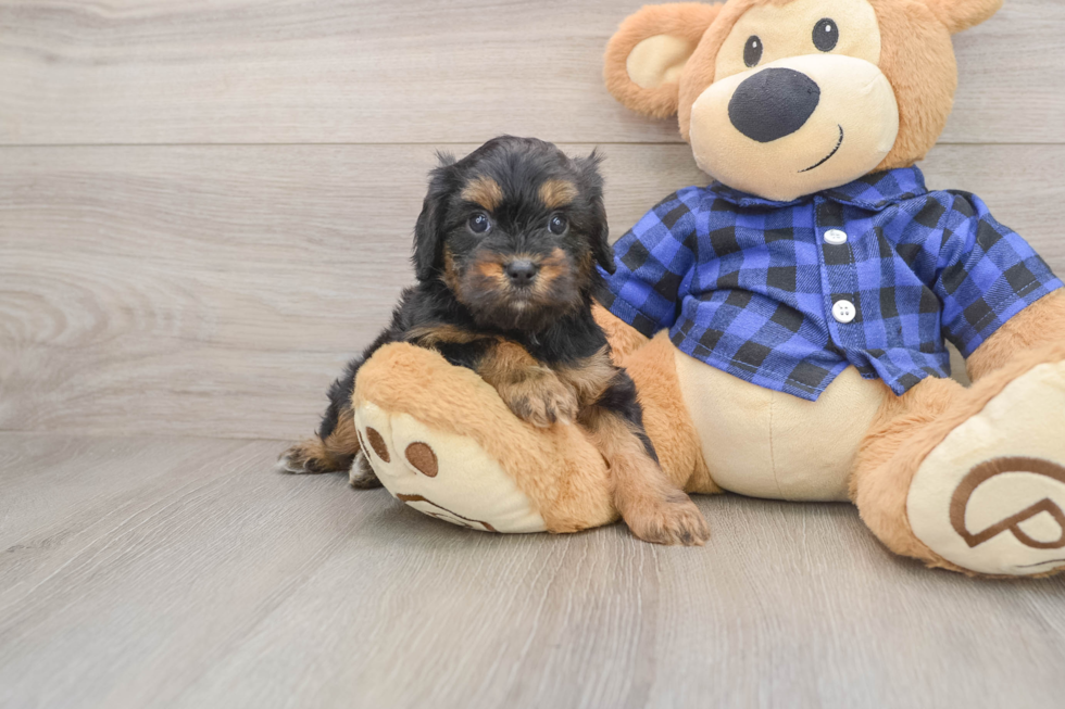 Funny Cavapoo Poodle Mix Pup