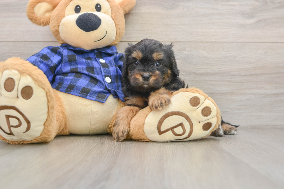 Petite Cavapoo Poodle Mix Pup