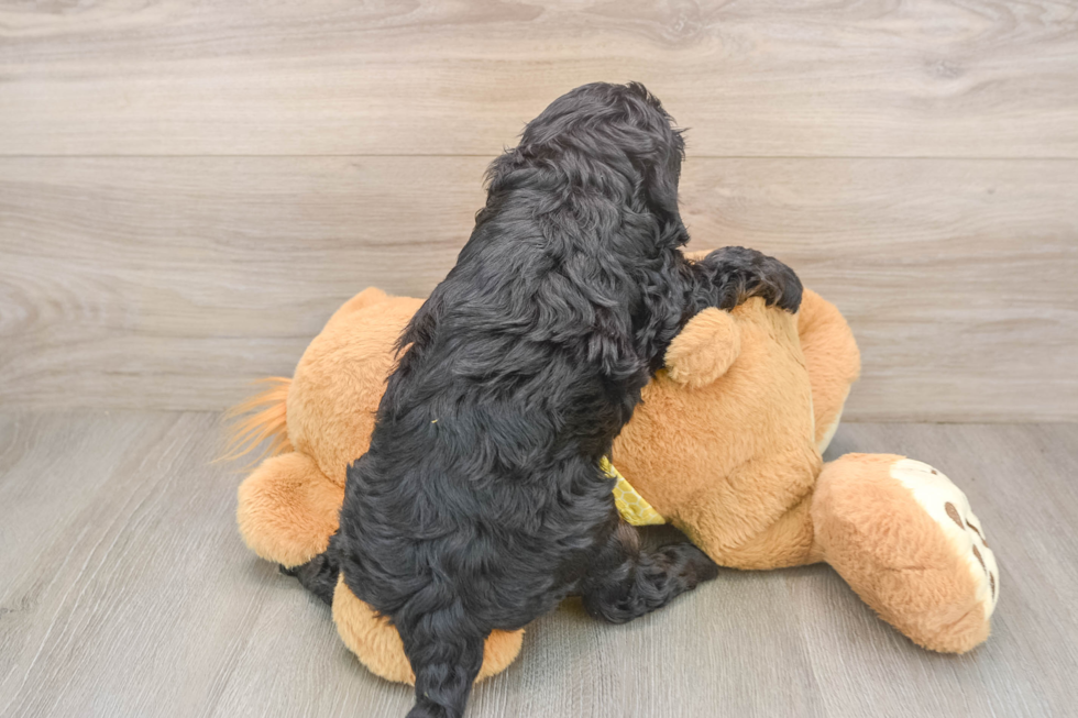 Cavapoo Pup Being Cute