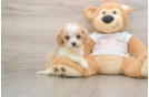 Friendly Cavapoo Baby