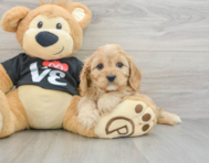9 week old Cavapoo Puppy For Sale - Pilesgrove Pups