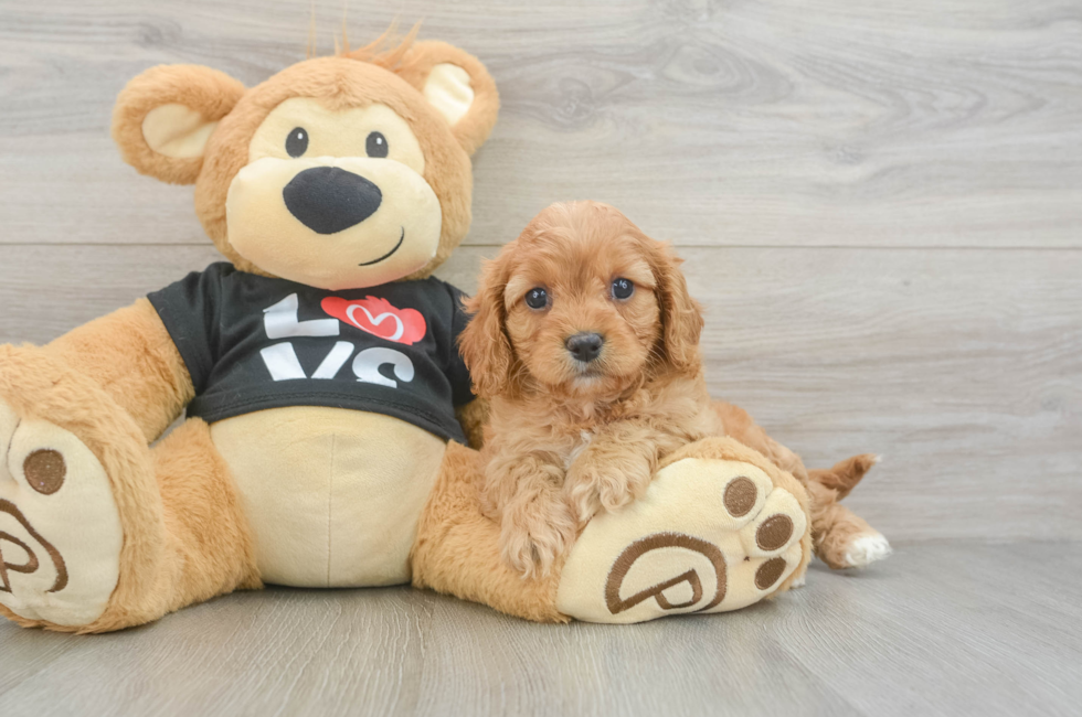 6 week old Cavapoo Puppy For Sale - Pilesgrove Pups