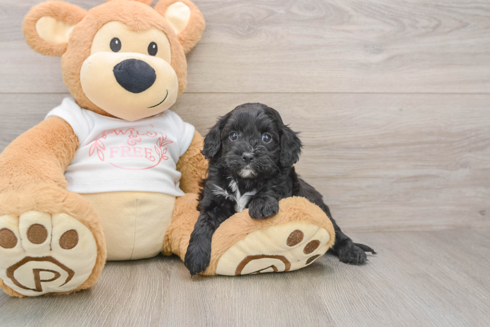 Smart Cavapoo Poodle Mix Pup