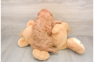 Cavapoo Puppy for Adoption