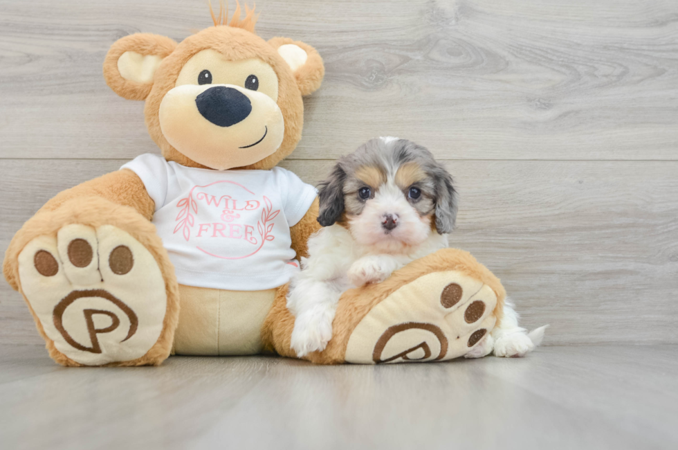 6 week old Cavapoo Puppy For Sale - Pilesgrove Pups