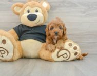 7 week old Cavapoo Puppy For Sale - Pilesgrove Pups