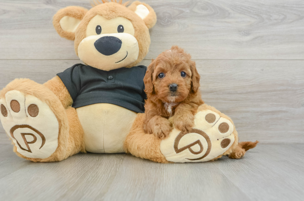 7 week old Cavapoo Puppy For Sale - Pilesgrove Pups