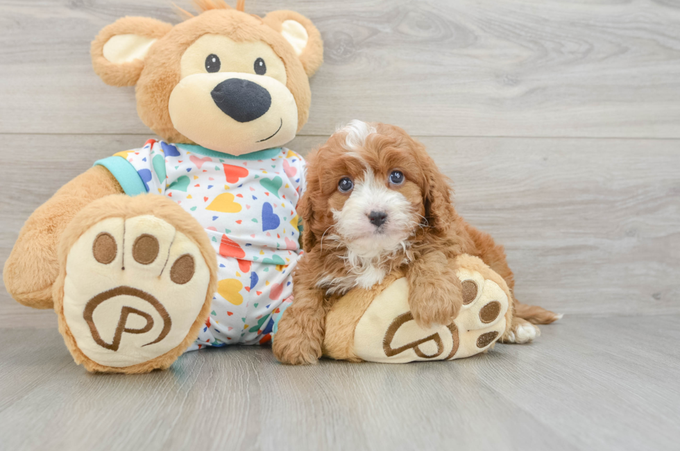6 week old Cavapoo Puppy For Sale - Pilesgrove Pups