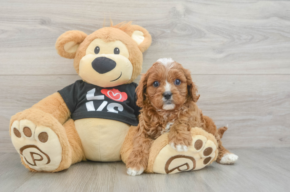 6 week old Cavapoo Puppy For Sale - Pilesgrove Pups