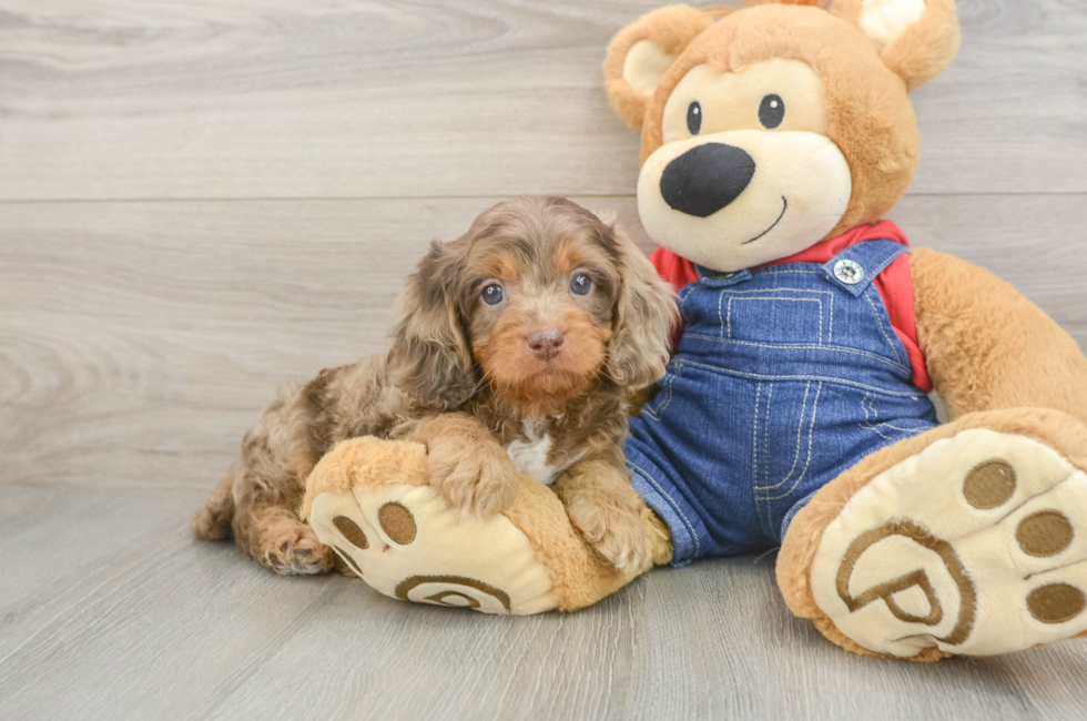 5 week old Cavapoo Puppy For Sale - Pilesgrove Pups
