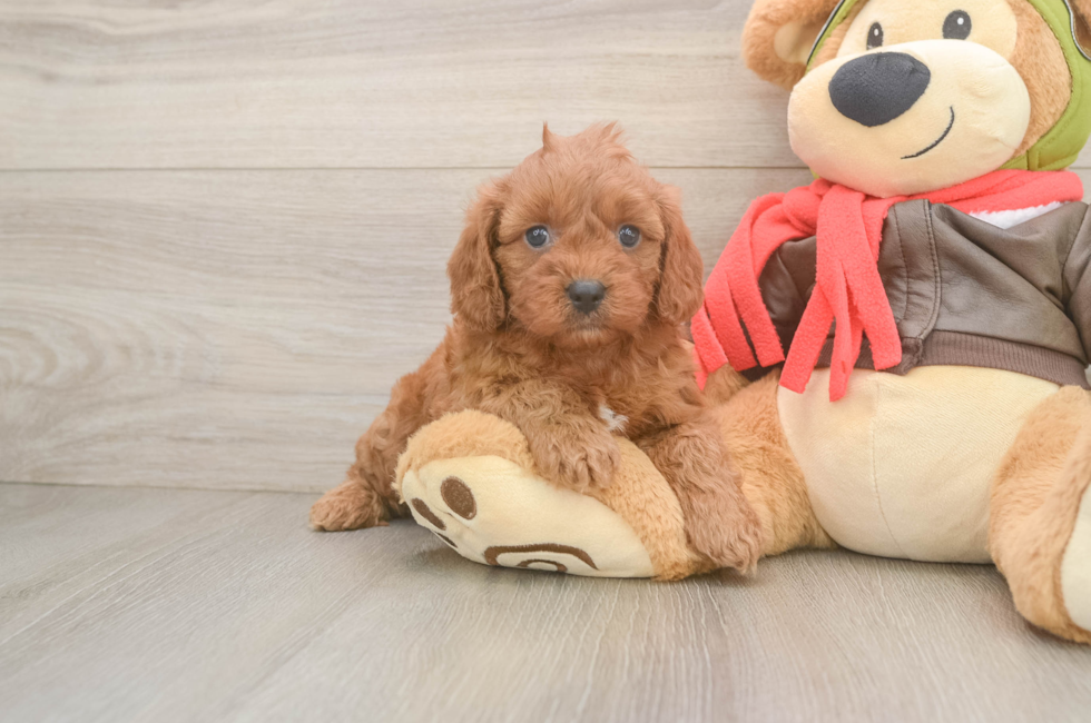 5 week old Cavapoo Puppy For Sale - Pilesgrove Pups
