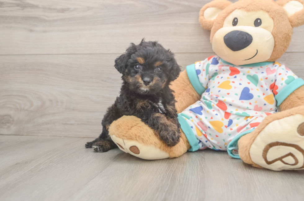 5 week old Cavapoo Puppy For Sale - Pilesgrove Pups
