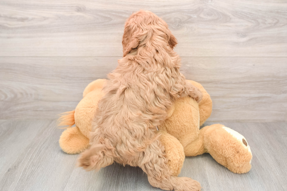 Adorable Cavalier King Charles Spaniel and Poodle Mix Poodle Mix Puppy