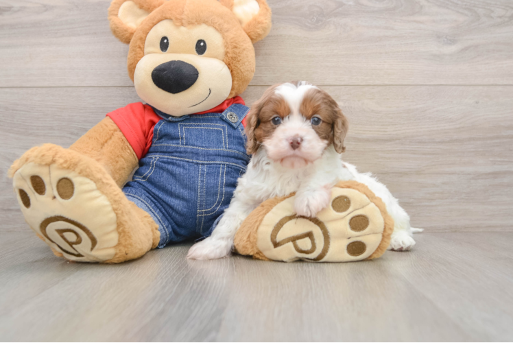 Cavapoo Pup Being Cute