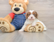 8 week old Cavapoo Puppy For Sale - Pilesgrove Pups