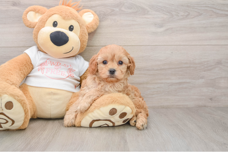 Popular Cavapoo Poodle Mix Pup