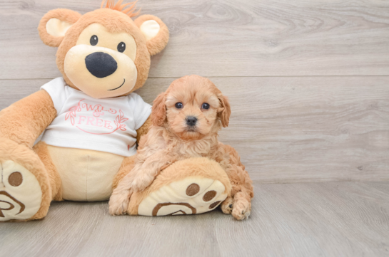 Popular Cavapoo Poodle Mix Pup