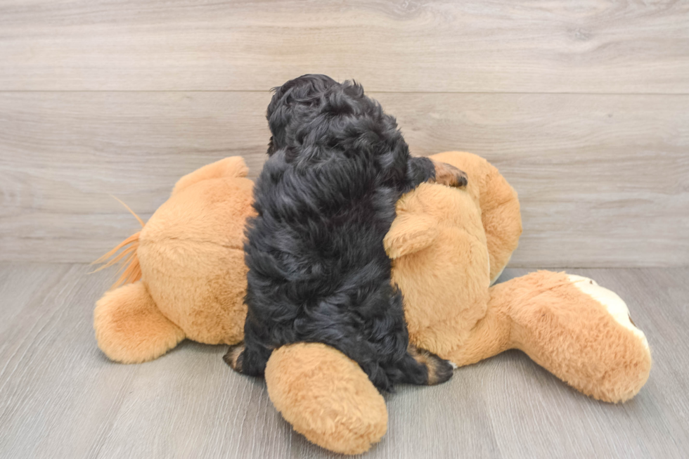 Popular Cavapoo Poodle Mix Pup