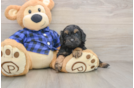 Playful Cavapoodle Poodle Mix Puppy