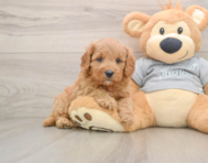 8 week old Cavapoo Puppy For Sale - Pilesgrove Pups