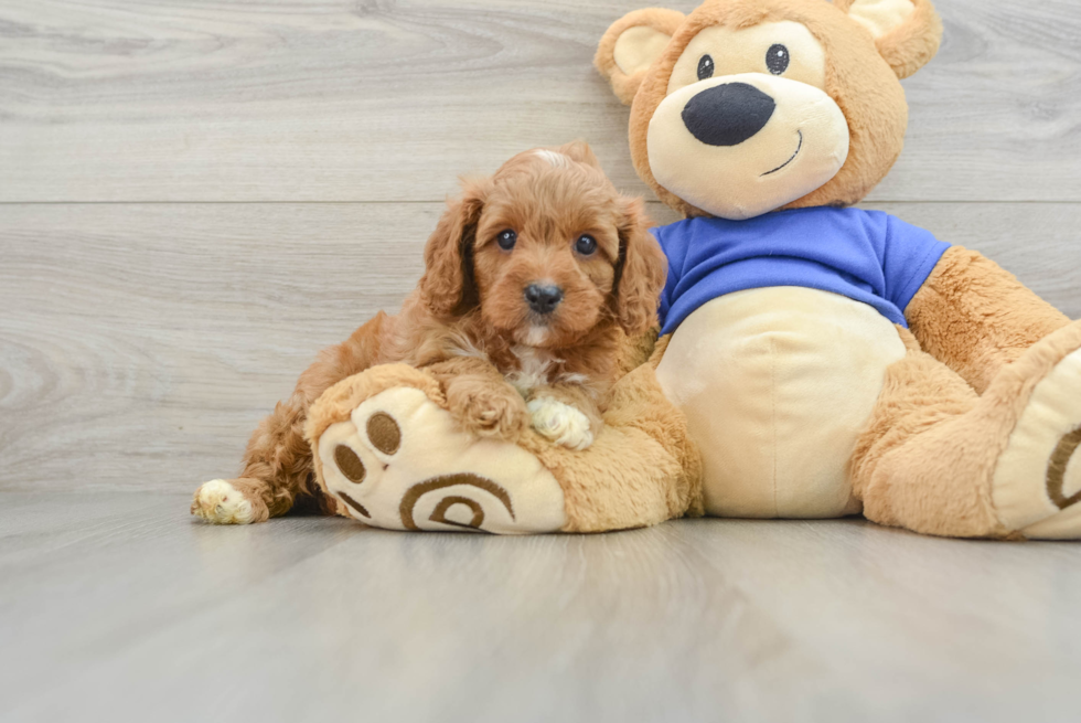 Best Cavapoo Baby